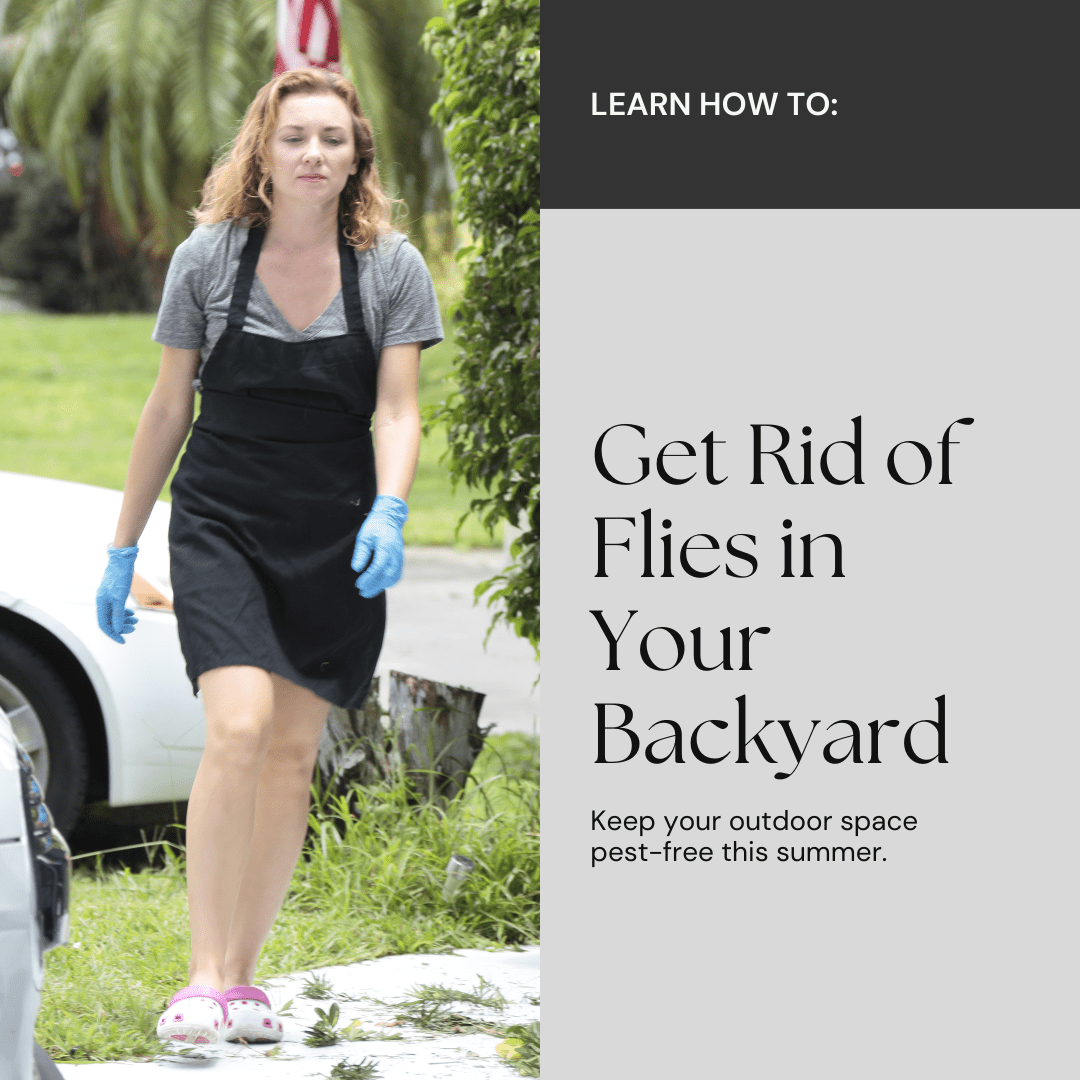 How To Get Rid Of Flies In Backyard My Thoughts, Ideas, and Ramblings