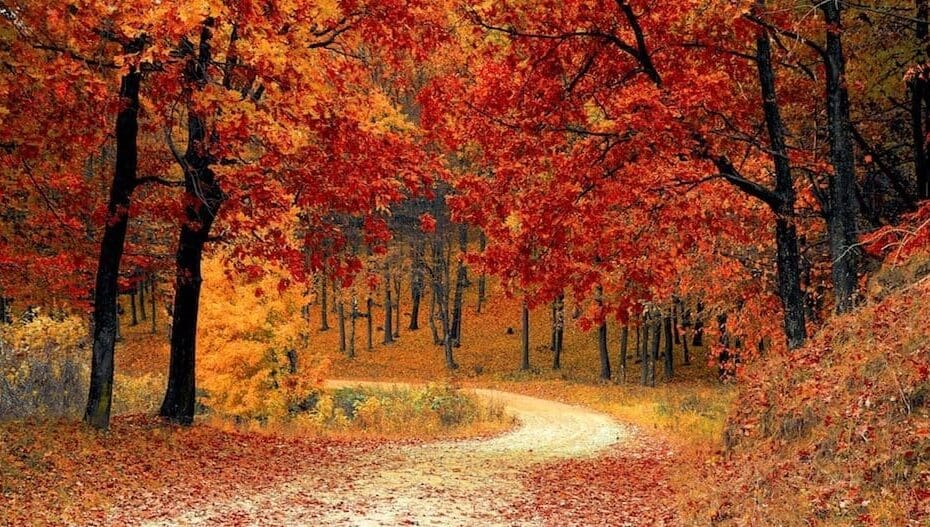 Turning Over a New Leaf: Fall Gardening Tips and Tricks