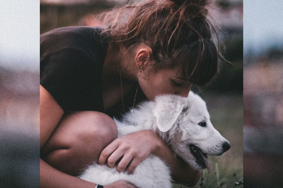 Introducing The Best Family Dogs