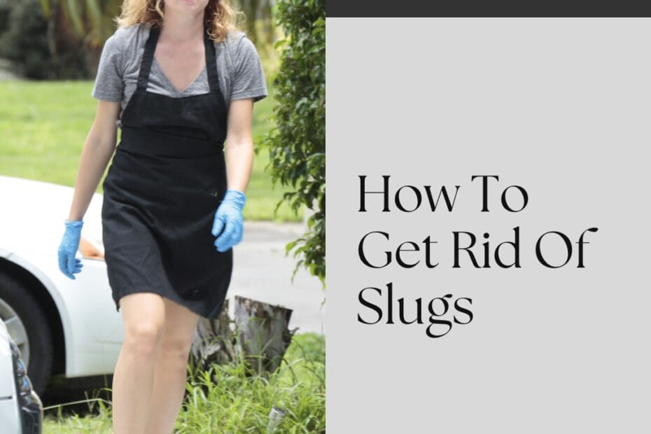 How To Get Rid Of Slugs