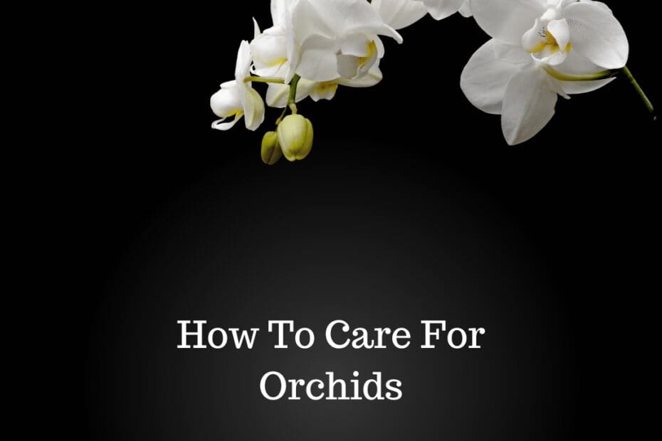 How To Care For Orchids
