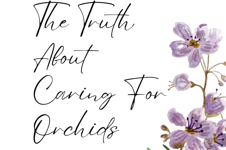 Caring For Orchids
